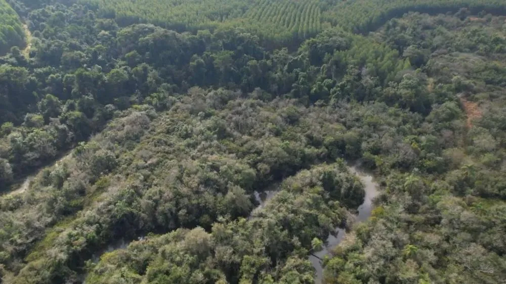 Dia Nacional da Mata Atlântica: Brasil preserva só 24% do bioma original